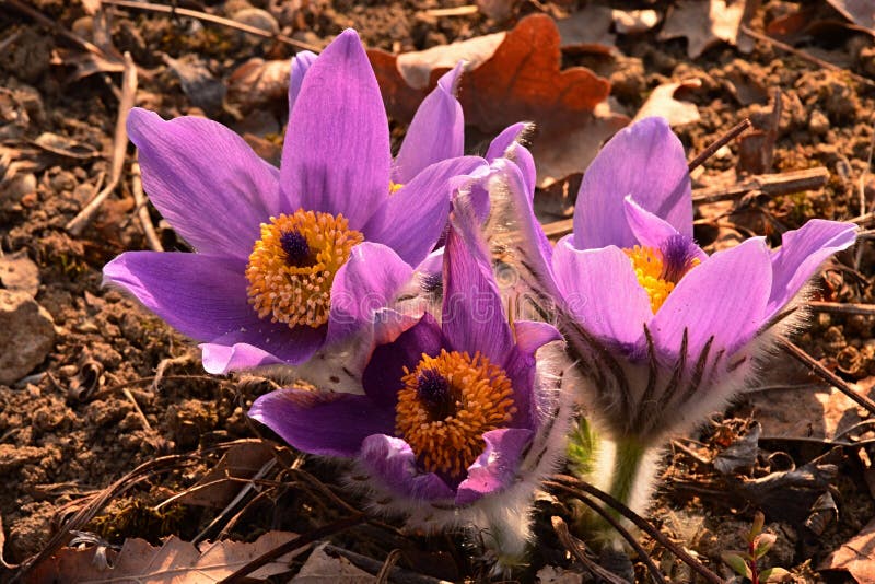 Pink to violet large flowers of Greater Pasque Flower, latin name Pulsatilla Grandis, flowering during spring season. royalty free stock photo
