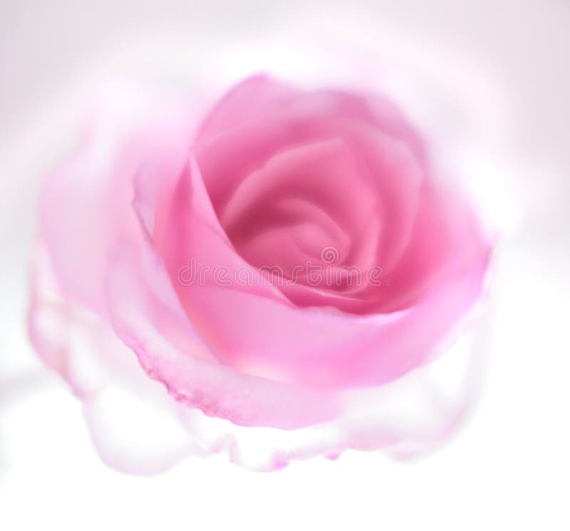 Pink transperent rose stock images Pink transperent rose stock images