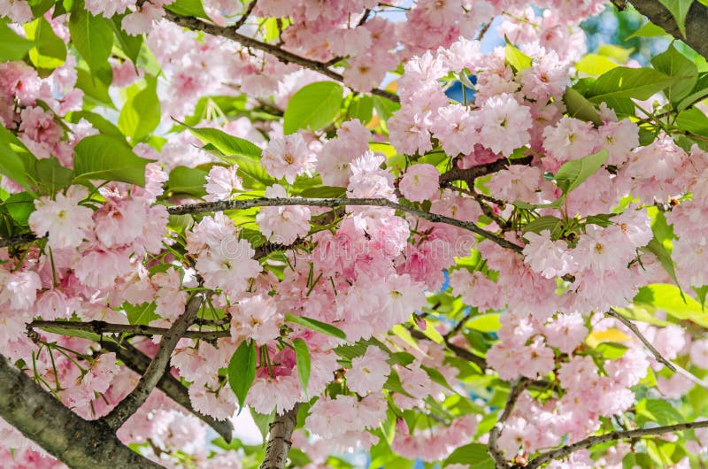 Pink tree flowers of Prunus serrulata Kanzan, branch flowers, japanese cherry, floral background, close up