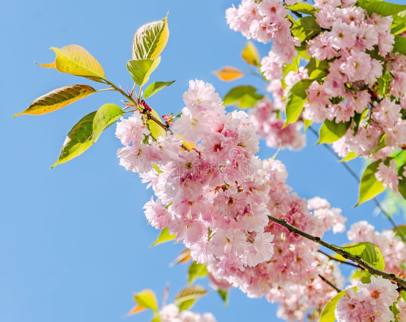 Pink tree flowers of Prunus serrulata Kanzan, branch flowers, japanese cherry, floral background, close up