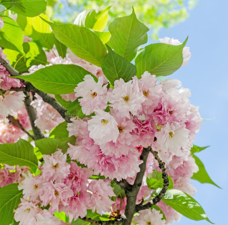 Pink tree flowers of Prunus serrulata Kanzan, branch flowers, japanese cherry, floral background, close up