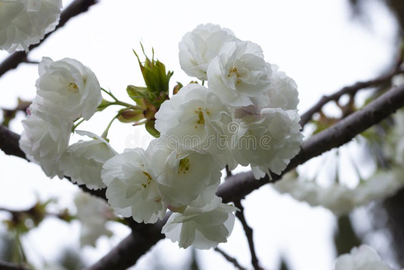 Pink tree flowers of Prunus serrulata Kanzan, branch flowers, japanese cherry, floral background, close up. White-pink