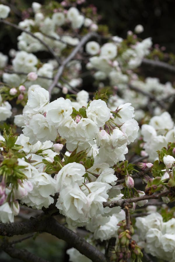 Pink tree flowers of Prunus serrulata Kanzan, branch flowers, japanese cherry, floral background, close up. White-pink