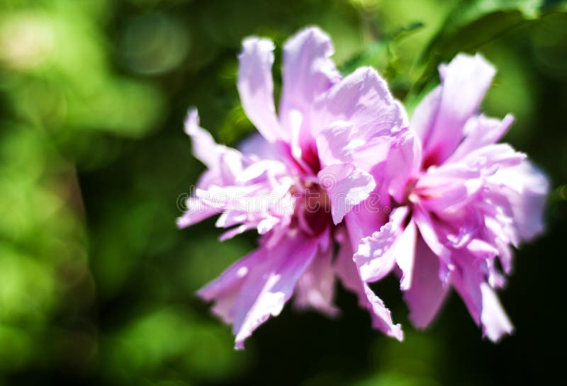 Pink tropical flowers