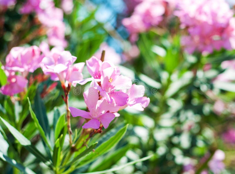 Pink tropical flowers