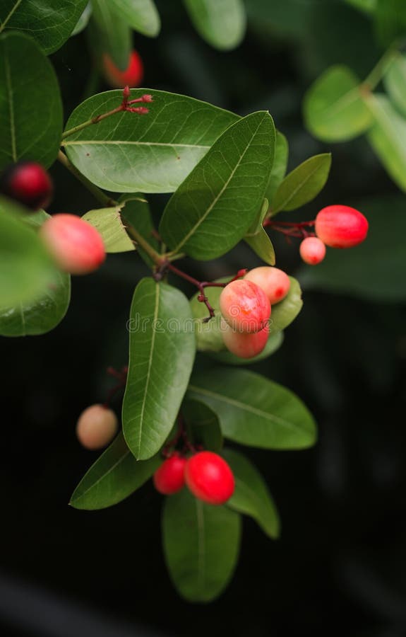 Pink Tropical Fruit at Tree, Karonda Fruit Close Up Shot Stock Image