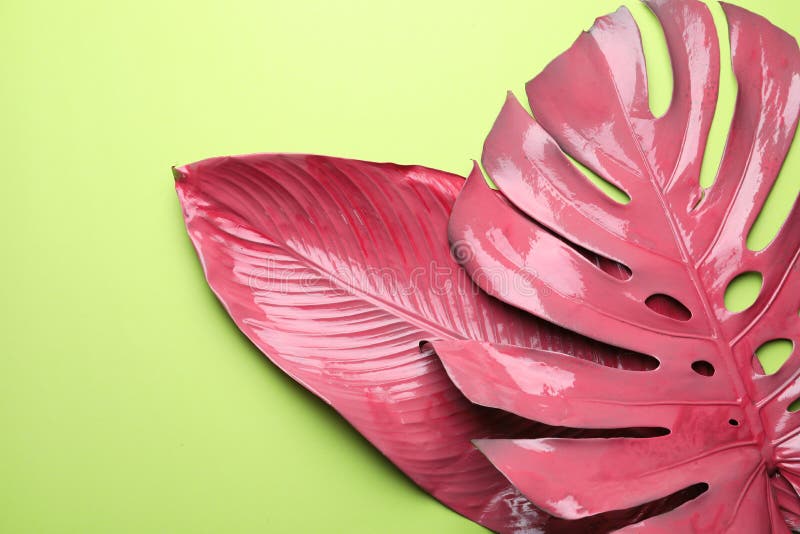 Pink Tropical Leaves on Color Background Stock Image Image of pink