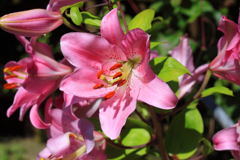 Pink Trumpet Lily stock image. Image of petals, leaves - 55244435