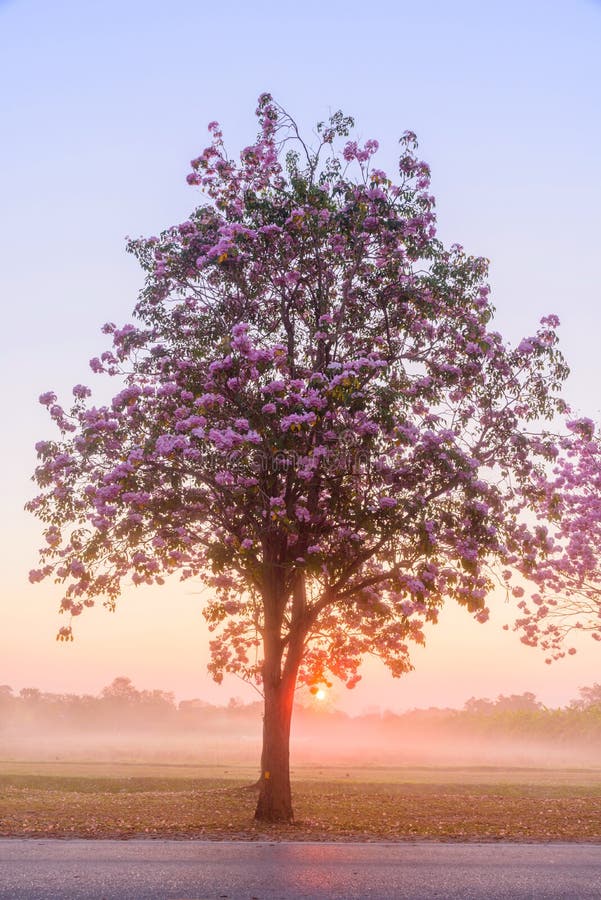 Pink trumpet tree row with Mist in sunrise time stock images Pink trumpet tree row with Mist in sunrise time stock images