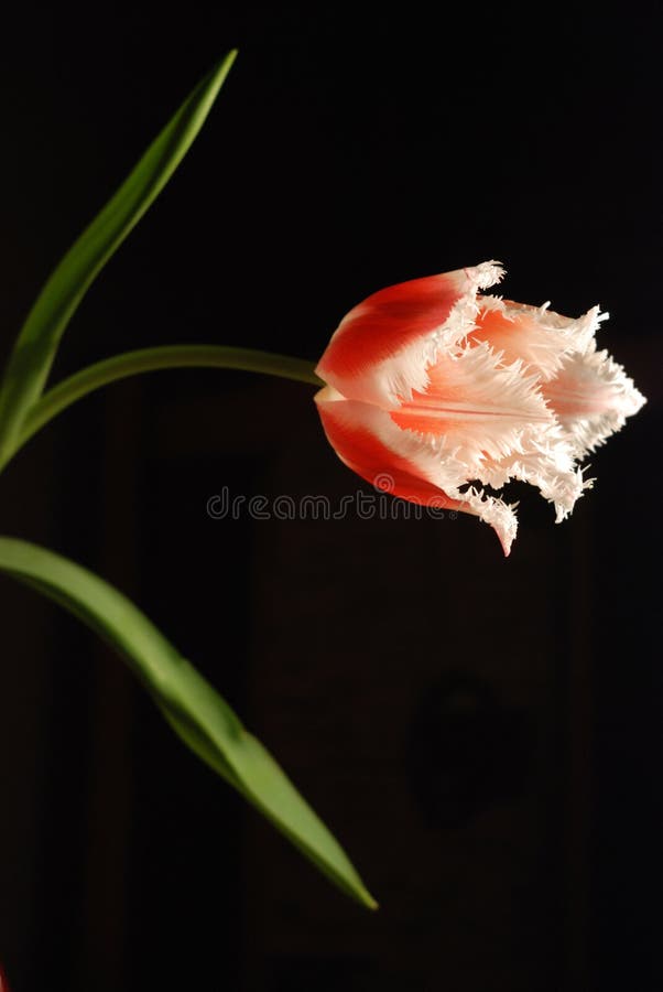 Pink tulip royalty free stock photos