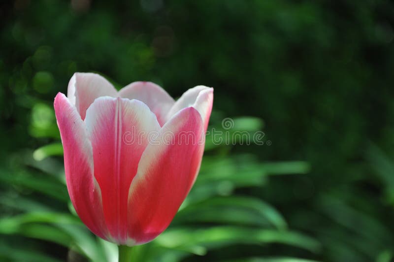 Pink Tulip