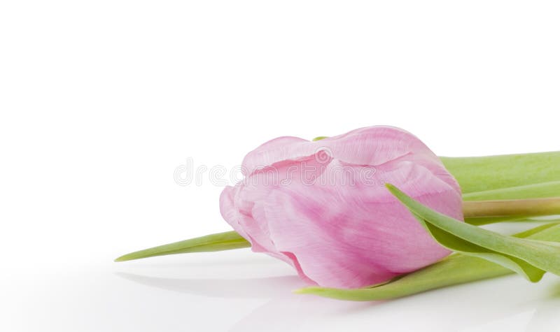 Pink tulip