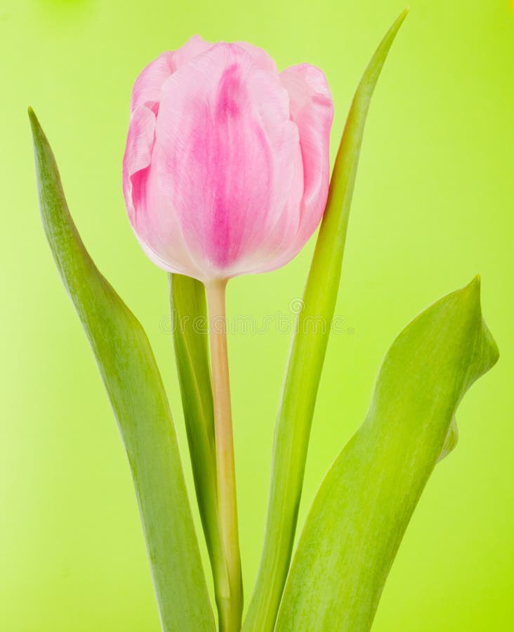 Pink tulip