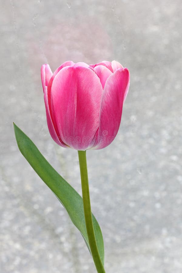 Tulip Leaf Set stock photo. Image of closeup, collection 19447998