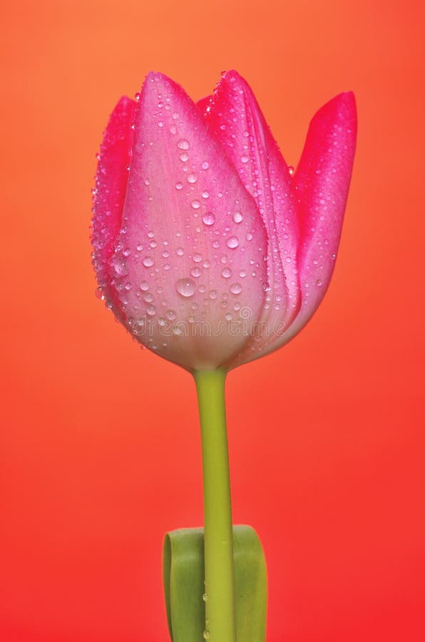 Pink Tulip