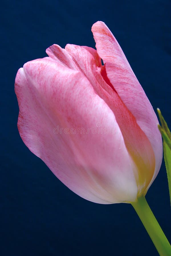 Pink tulip