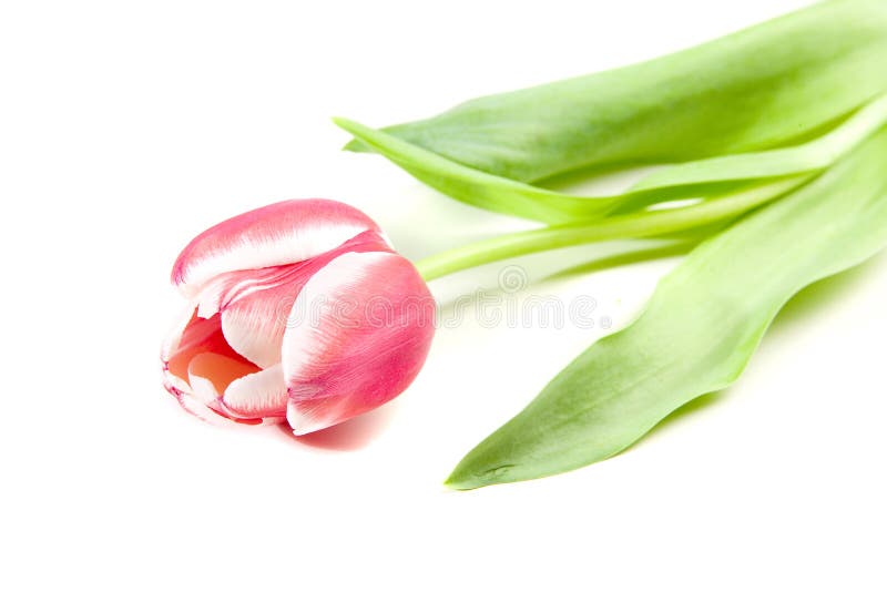 Pink tulip