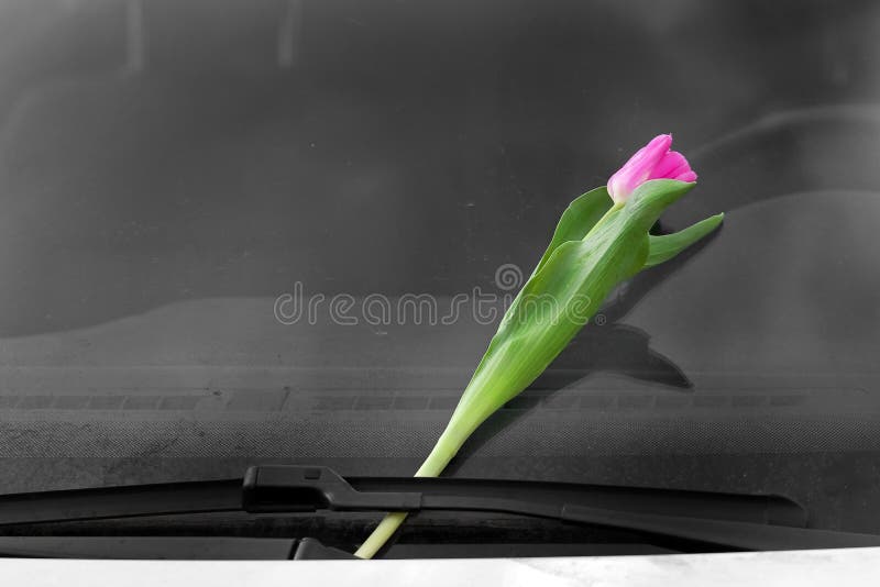 Pink tulip behind a car wiper. Women`s Day