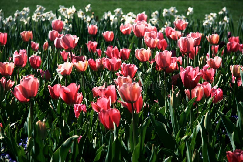 Pink Tulip Bloom In Tulip Festival Stock Photo Image Of February