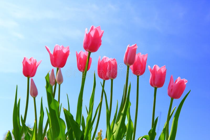 Pink Tulip and blue Sky