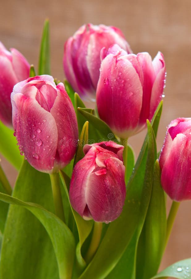 Pink Tulip Bouquet Isolated . Stock Image Image of border, blossom