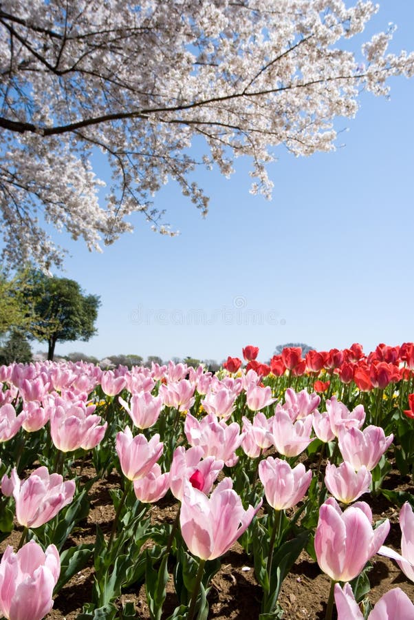 Pink tulip field