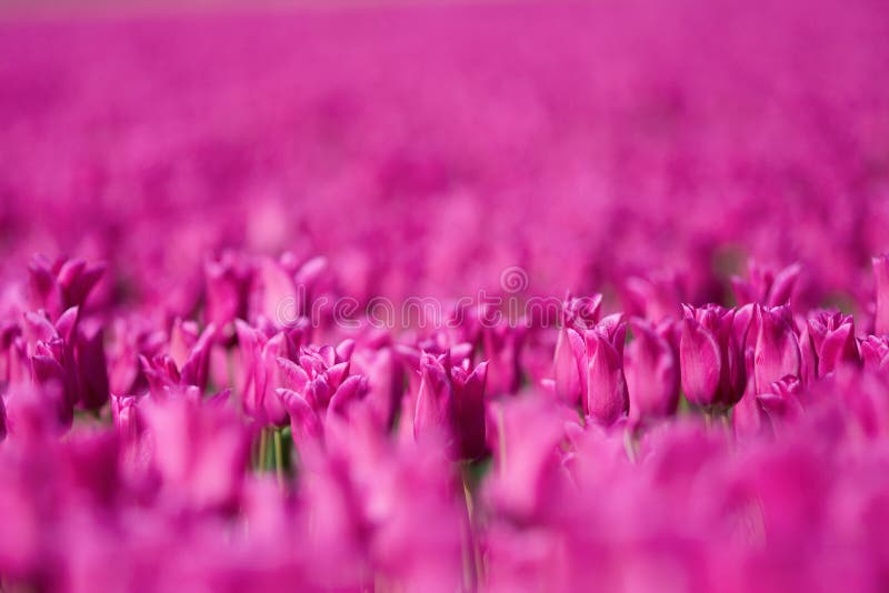 Pink tulip field