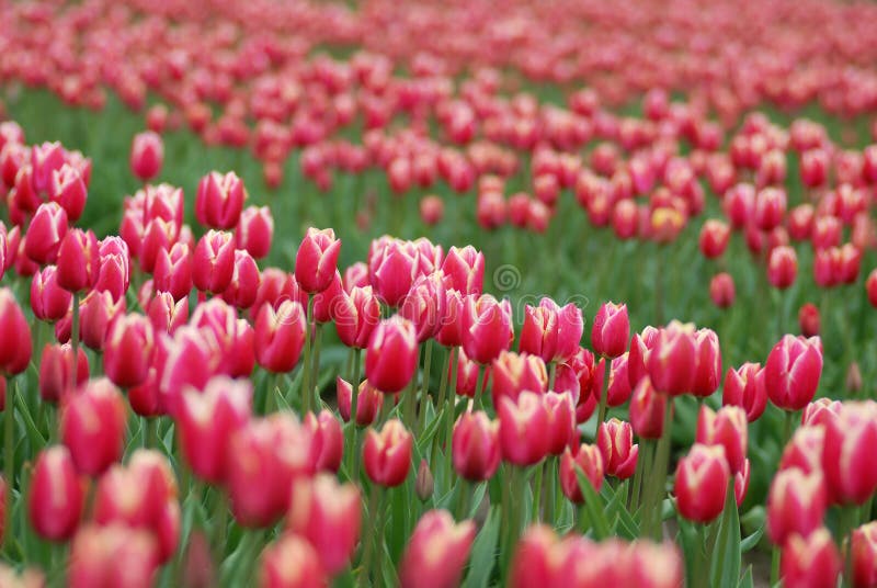 Pink tulip field