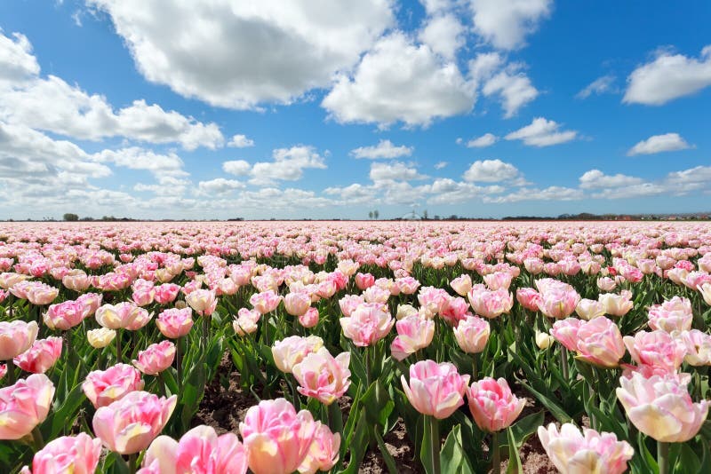 Pink tulip field and blue sky