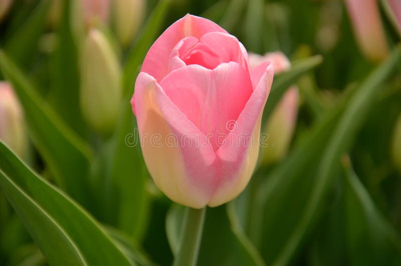 Pink tulip royalty free stock images Pink tulip royalty free stock images