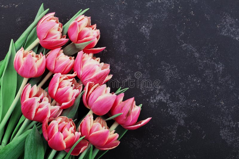 Pink tulip flowers on black background top view in flat lay style. Greeting for Woman or Mother Day. stock image Pink tulip flowers on black background top view in flat lay style. Greeting for Woman or Mother Day. stock image