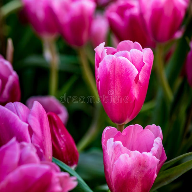 Pink tulip flowers stock photo. Image of natural, leaf 86673704