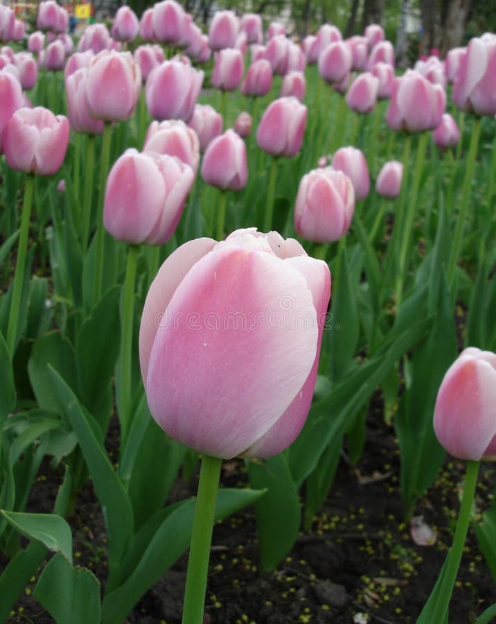 Pink tulip on garden