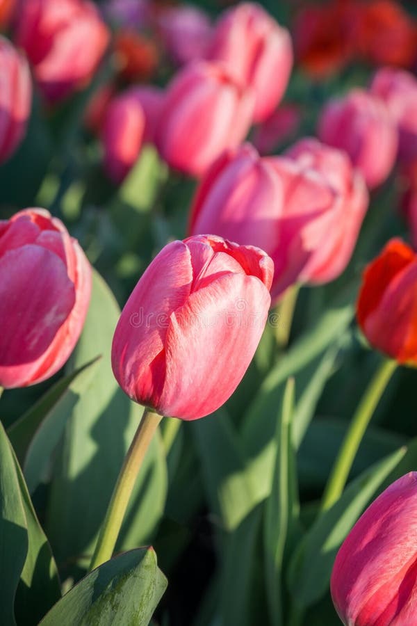 Pink tulip garden closeup