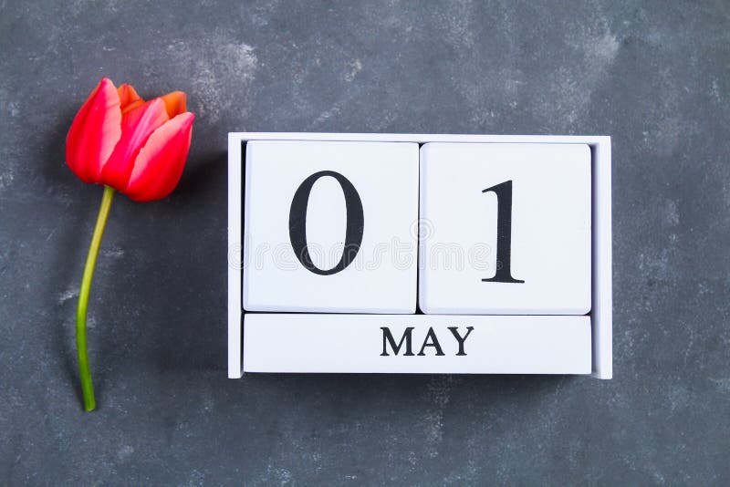 Pink tulip on gray concrete background and calendar. 1st of May. Day of Spring and Labor. stock image Pink tulip on gray concrete background and calendar. 1st of May. Day of Spring and Labor. stock image
