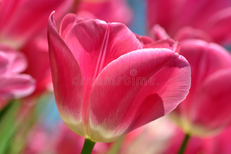 Pink tulips stock image. Image of scent, fragrant, bloom 14647