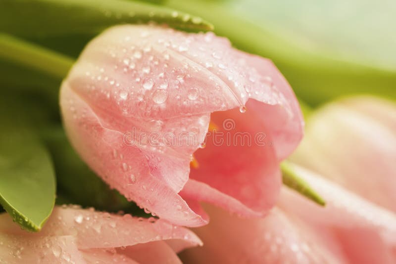 Pink tulip with raindrop, dew of salmon, pale pinkish orange, light pink color close-up, macro. Spring flowers, abstract