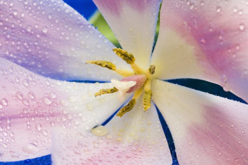 Pink tulip with water drops