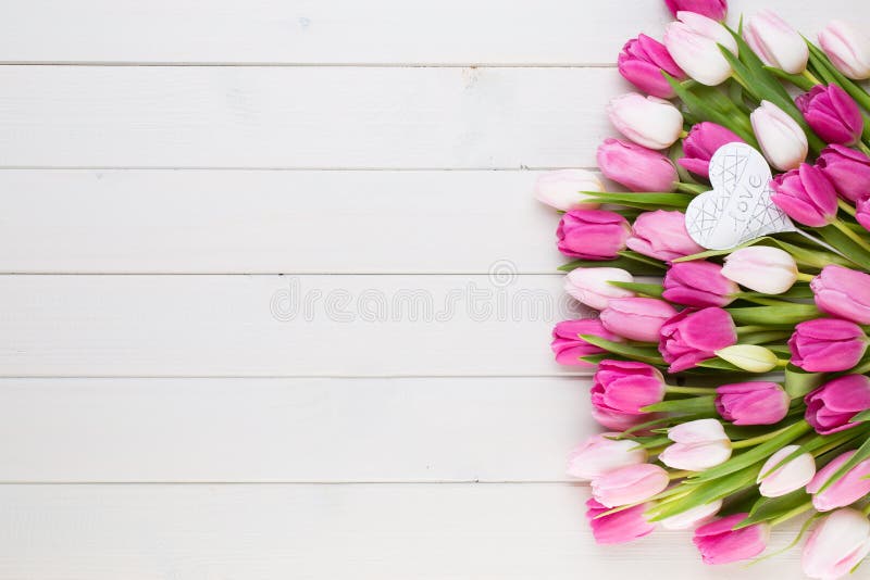 Pink tulip on the white background. Easter background.
