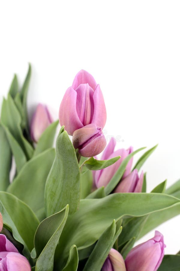 Pink Tulips