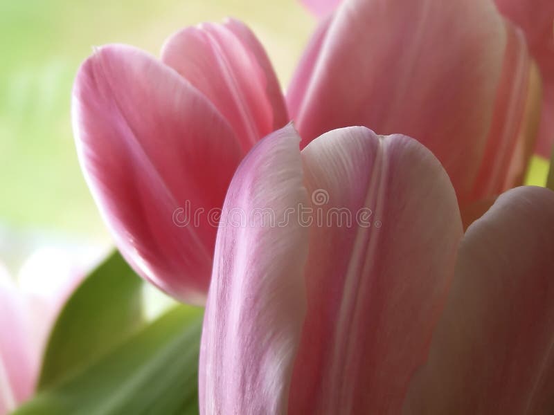 Pink tulips royalty free stock photography Pink tulips royalty free stock photography
