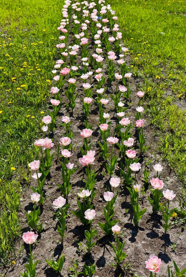 Pink Tulips in the Spring Garden Stock Photo Image of green, growth