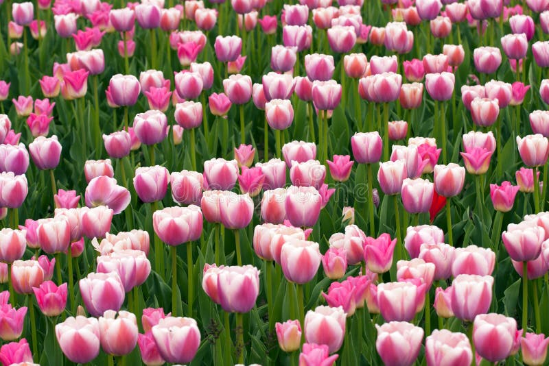 Pink tulips