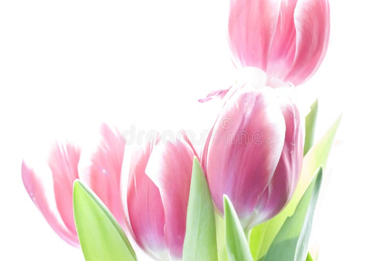 Pink tulips