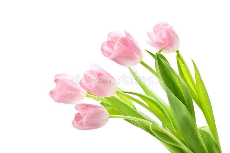 Pink tulip isolated stock photo. Image of tulip, plant - 40623596