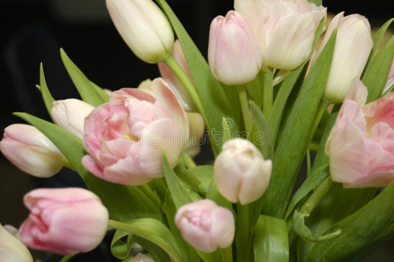 Tulips for a bridal bouquet. Tulips for a bridal bouquet