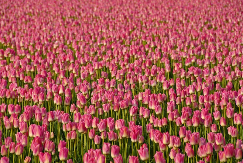 Pink Tulips