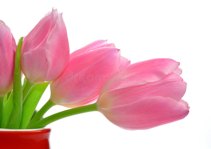 Pink tulips