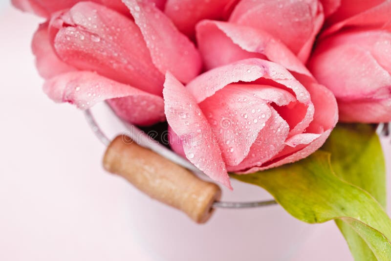 Download Pink tulips stock image. Image of bunch, floral, ornament - 24608245