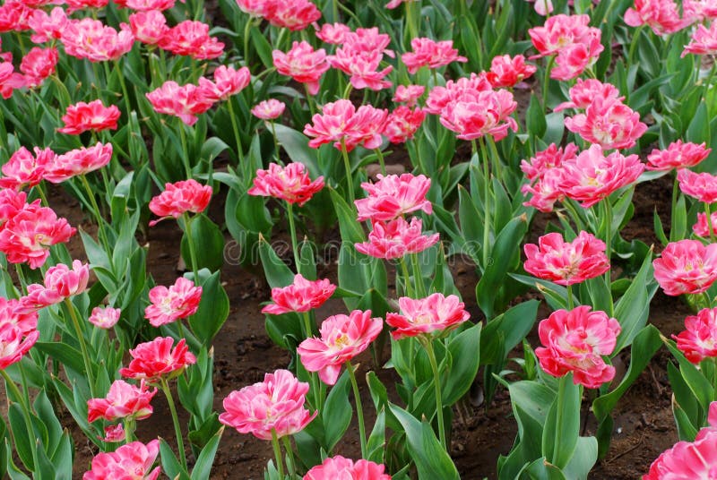 The pink tulips